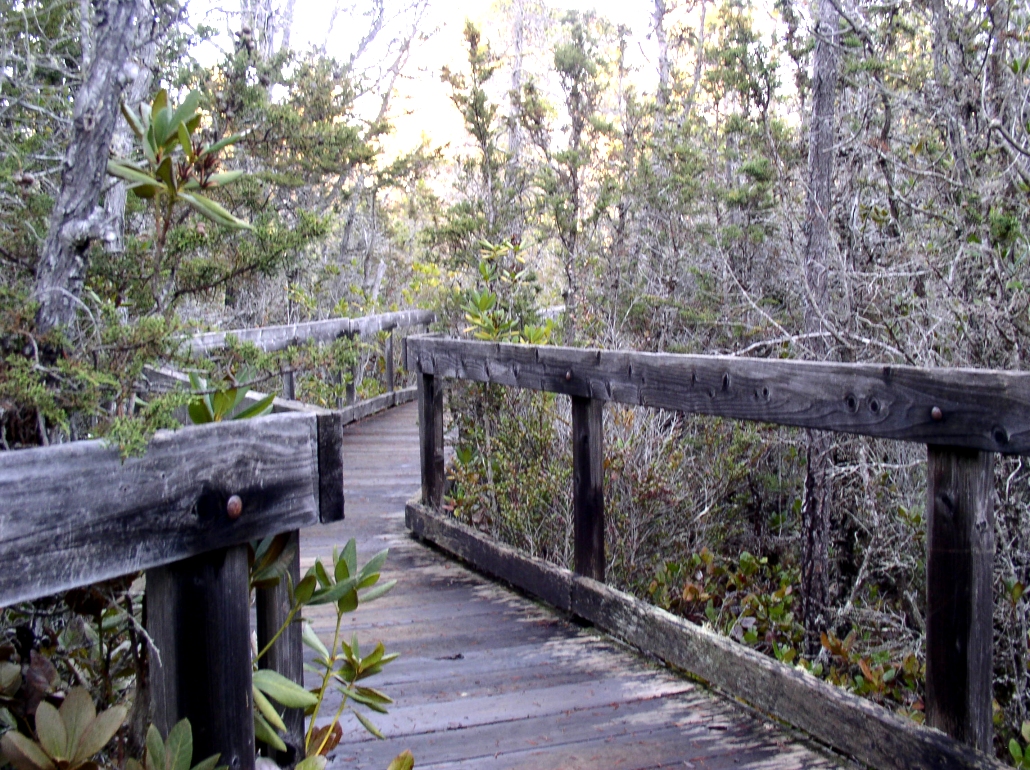 Pygmy Forest at Van Damme State Park