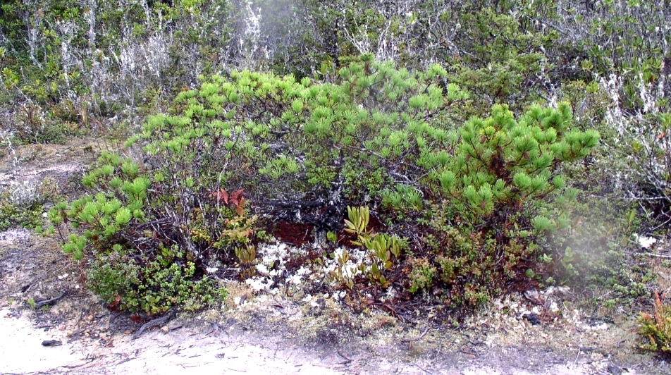 Stunted Bolander Pine Tree