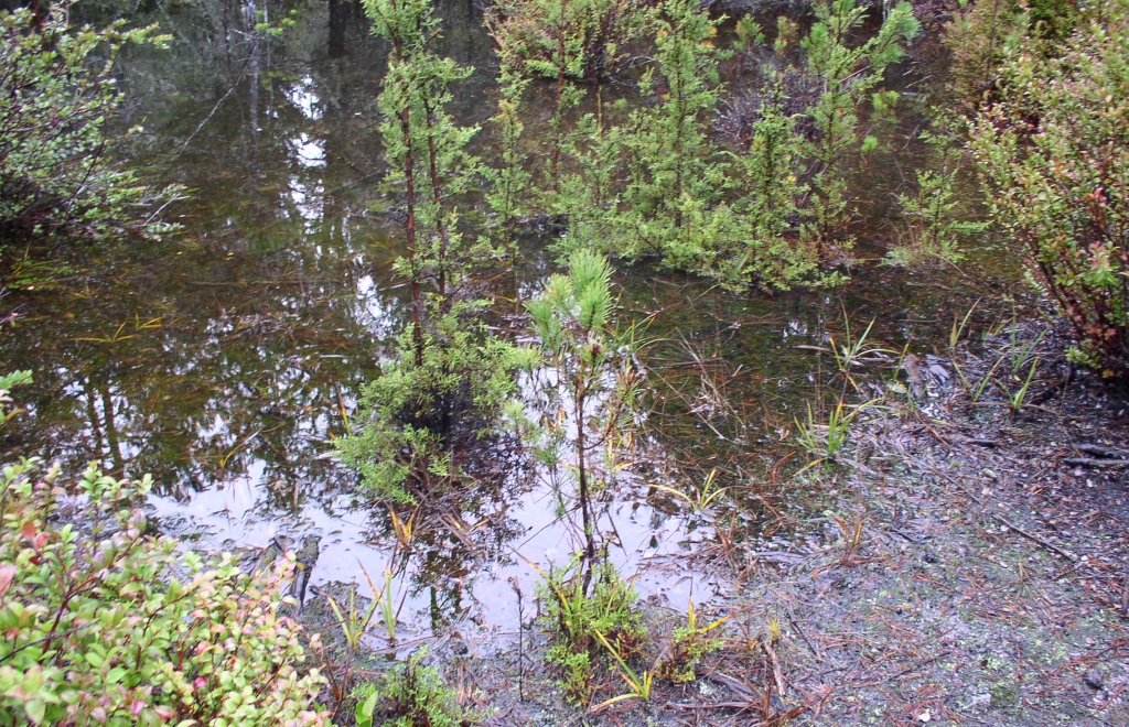 Stunted Cypress Trees Growing in a Winter Pond