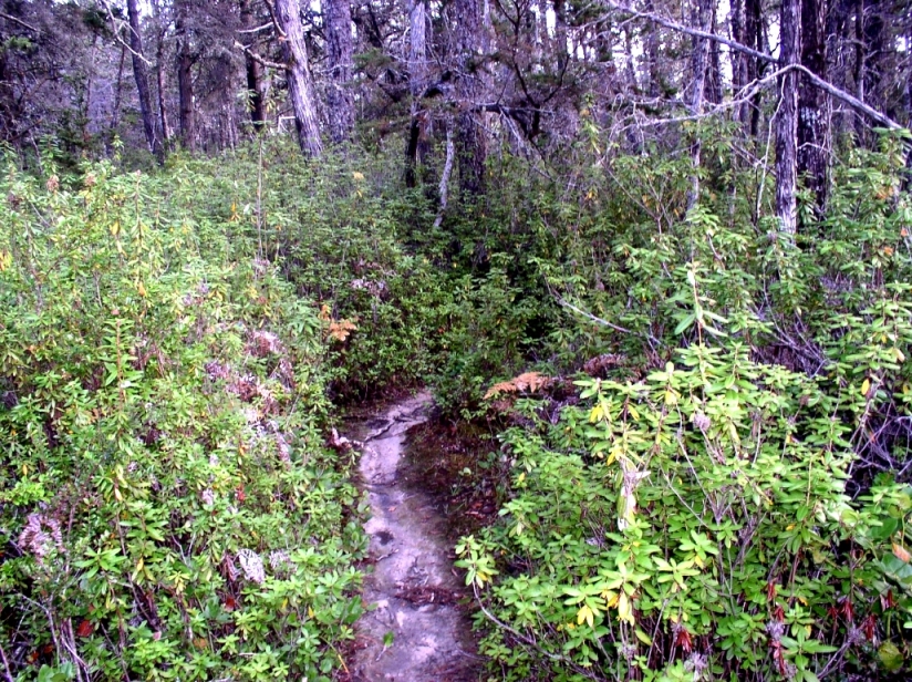 Transitional Pygmy Trail