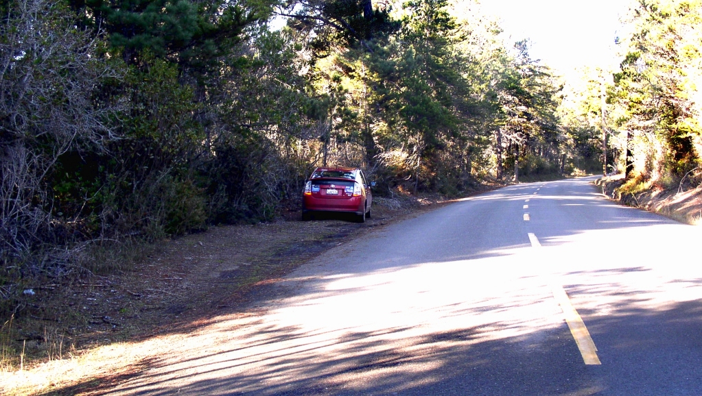 Pygmy Forest Image