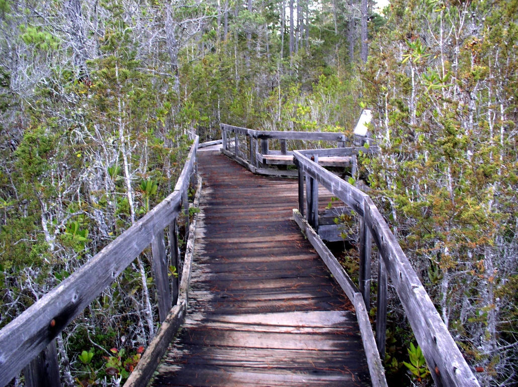 Charlotte M. Hoak Pygmy Forest Monument