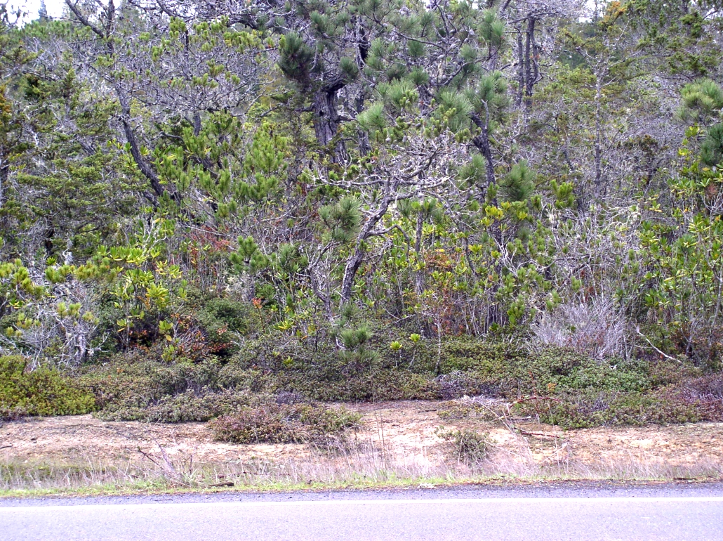 Pygmy Forest Image