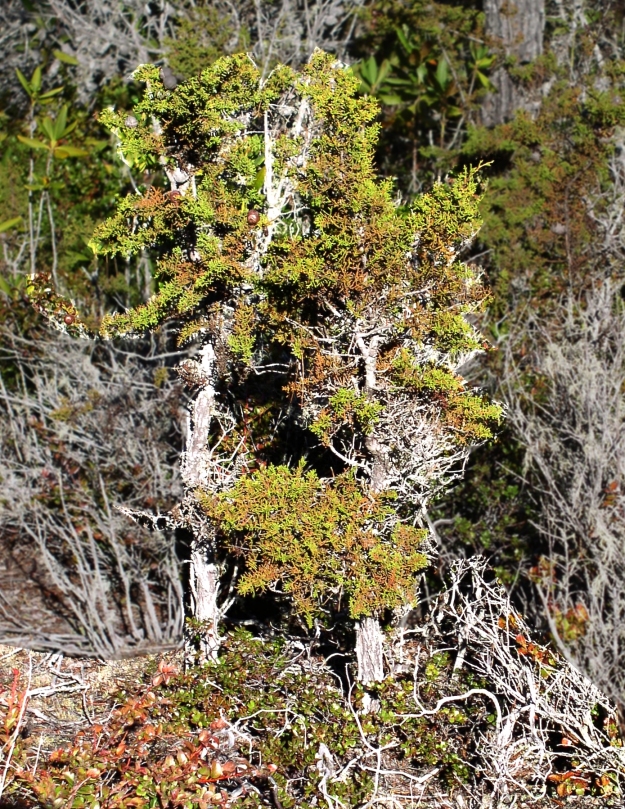 pygmy cypress