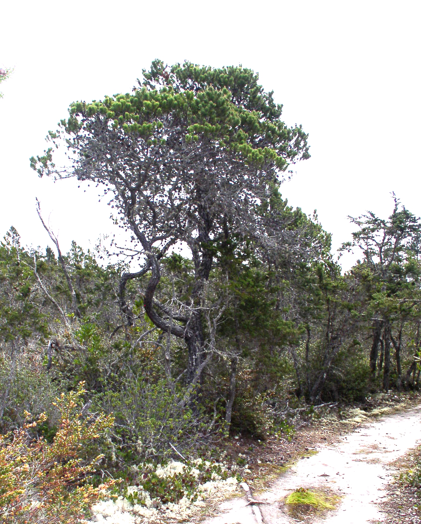 Tall Pine Tree