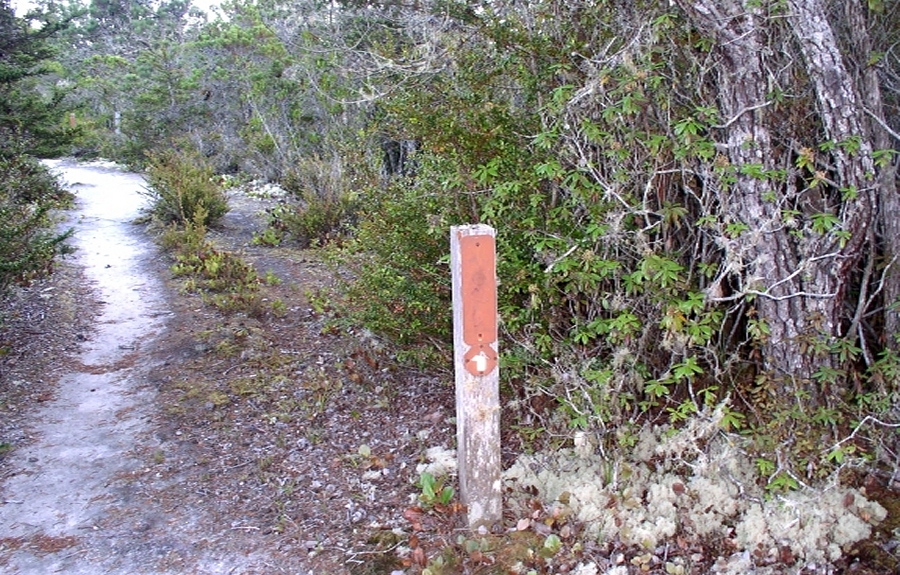 Rhododendron