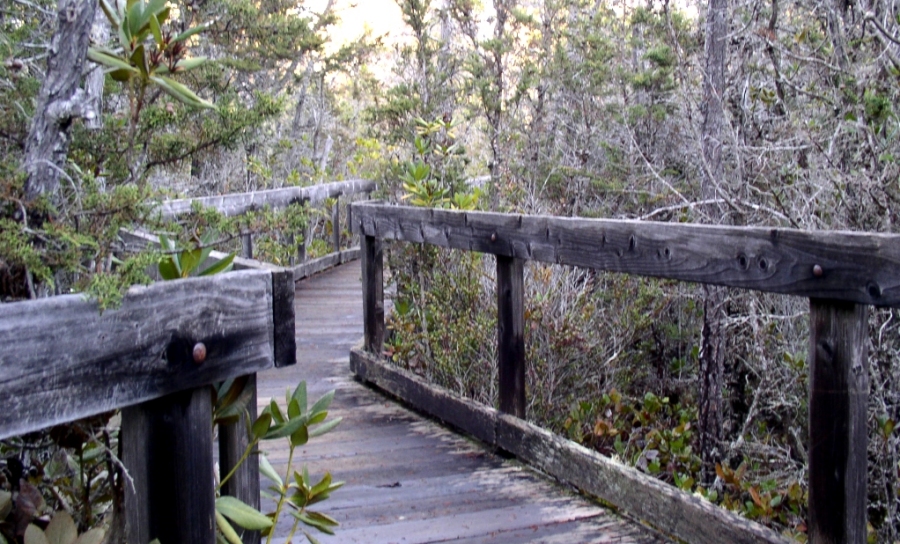 Pygmy Forest boardwalk