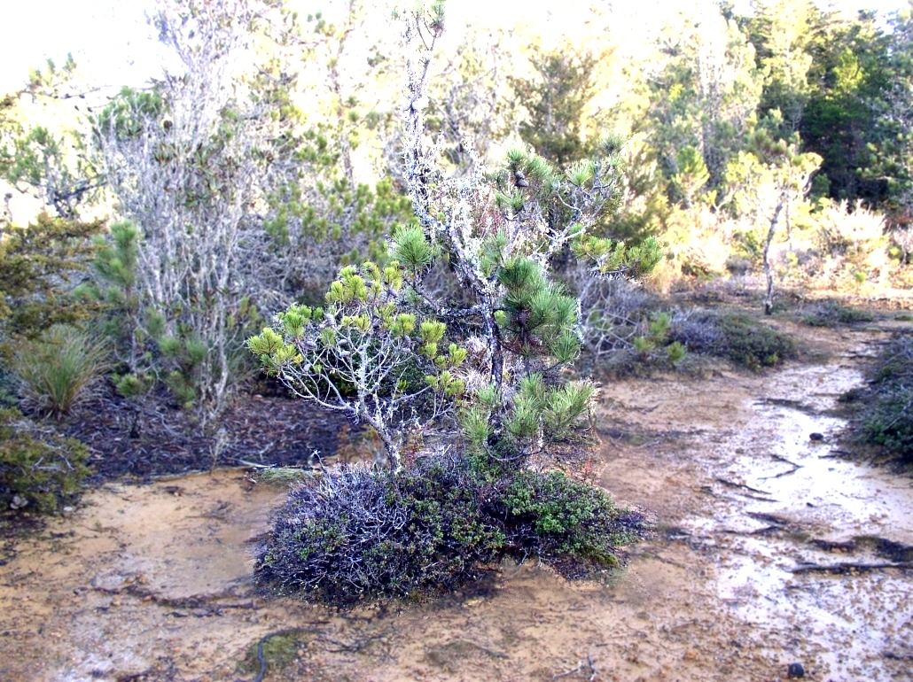 Pygmy Forest Picture