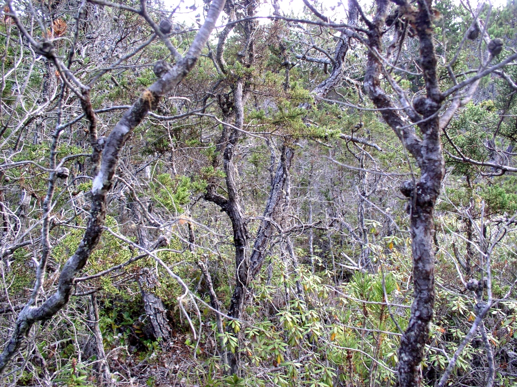pygmy cypress thicket