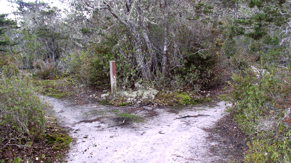 Fork in the Road