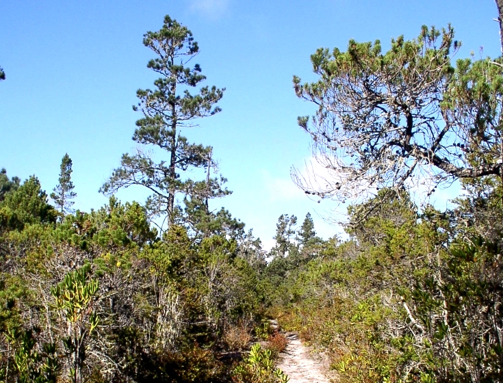 Charlotte M. Hoak Pygmy Forest Memorial